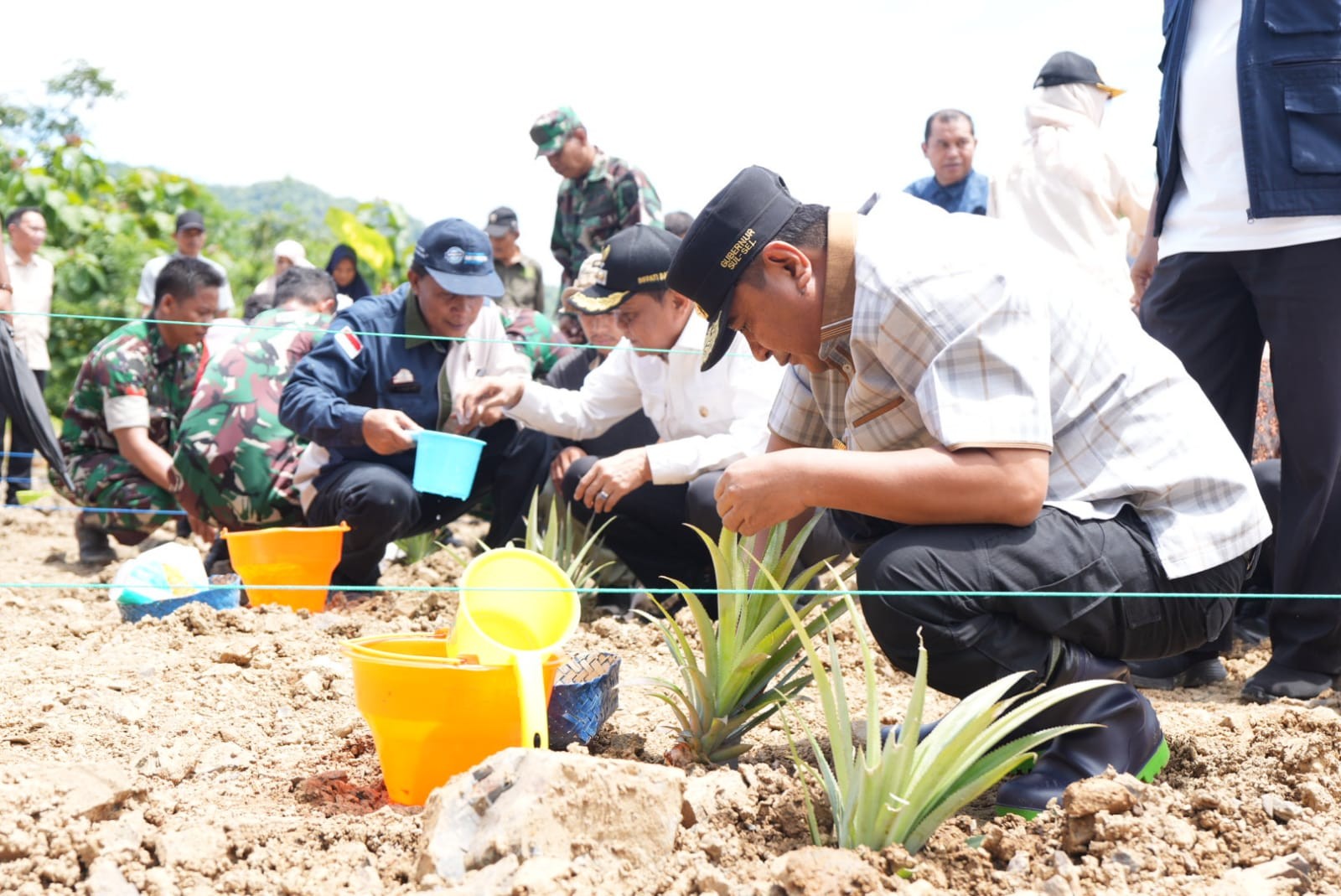 TANAM SEKALIGUS PANEN NANAS DI BARRU, PJ GUBERNUR SULSEL DORONG PRODUKSI HINGGA 1.000 HEKTARE 