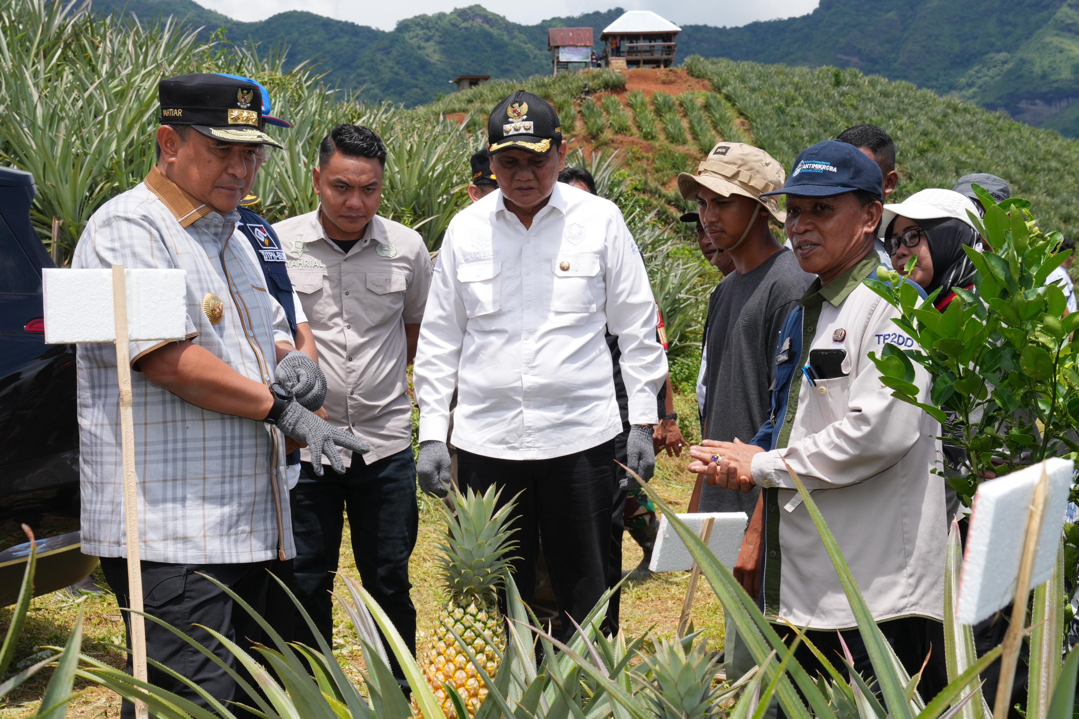 SETELAH PISANG CAVENDISH, PJ GUBERNUR BAHTIAR TARGET SULSEL JADI PENGHASIL NANAS