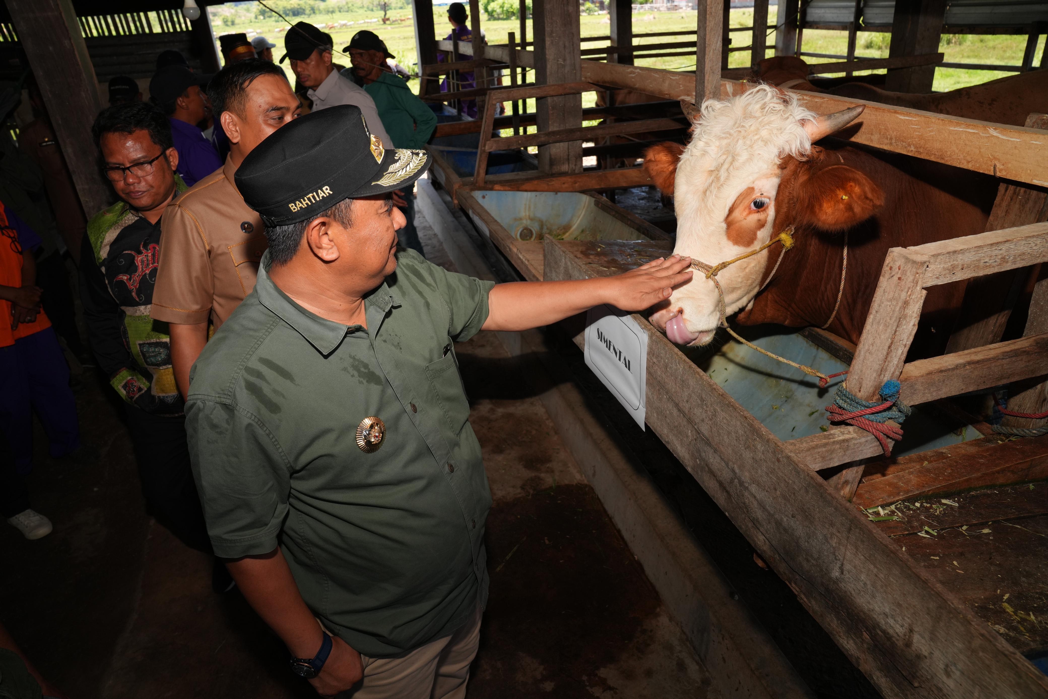 Pj. GUBERNUR SULSEL SERIUS TINGKATKAN PRODUKSI TERNAK