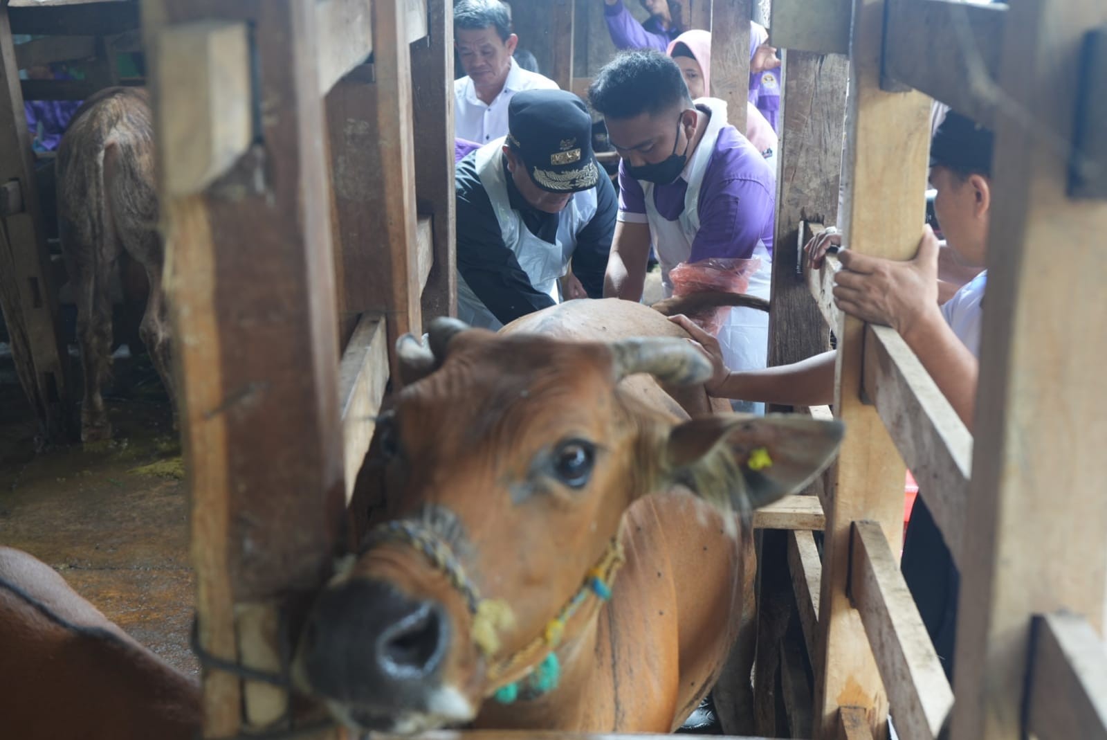 INSEMINASI BUATAN DI TELLU SIATTINGE BONE, Pj. GUBERNUR SULSEL PASTIKAN PROGRAM SAMPAI KE MASYARAKAT