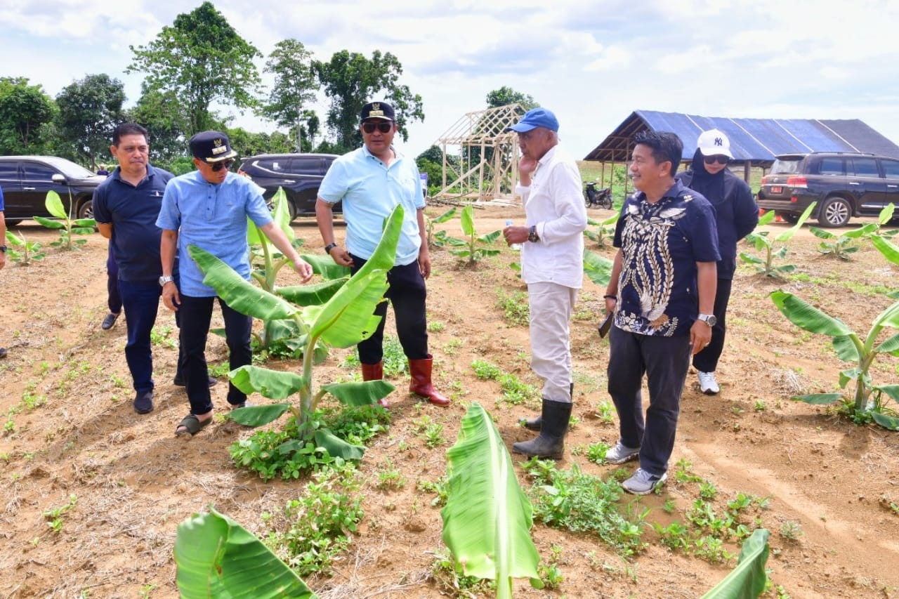 DITANAM TIGA BULAN LALU, POHON PISANG CAVENDISH DI MARE KINI SETINGGI PINGGANG ORANG DEWASA